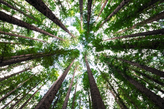 A bird's eye view of the forest canopy