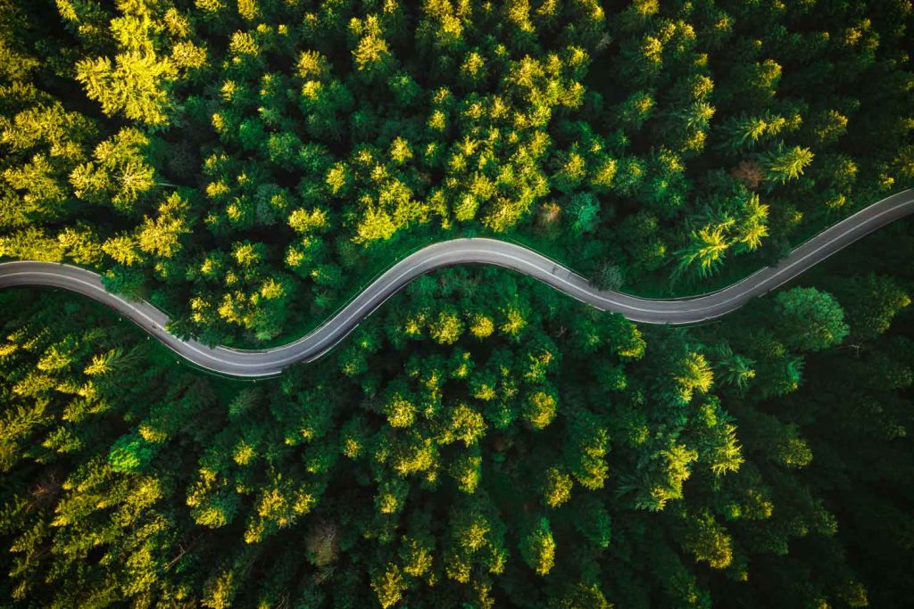 Curvy Road in Summer Pine Forest