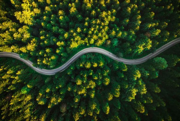 Curvy Road in Summer Pine Forest