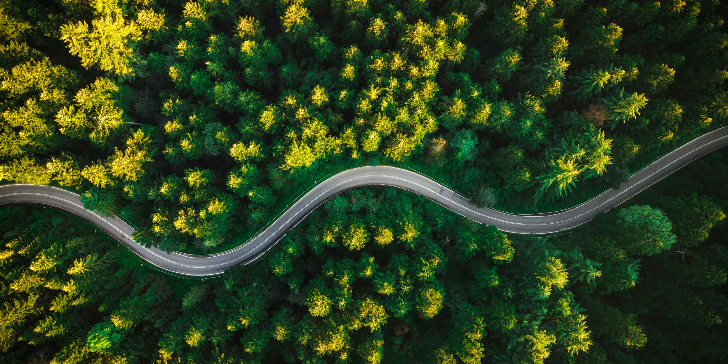 Curvy Road in Summer Pine Forest