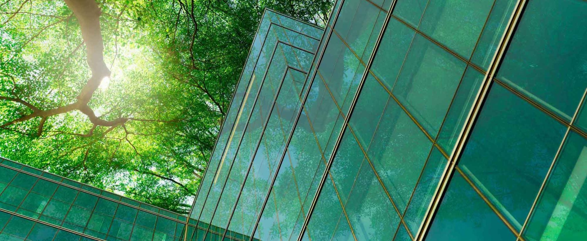 tree branches with leaves and sustainable glass building